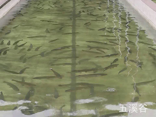 三文鱼养殖2