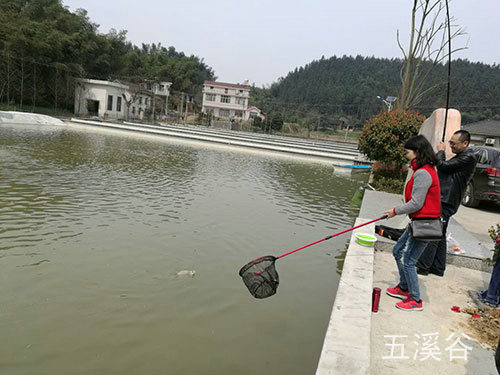 五溪谷三文鱼捉鱼